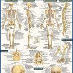 Anatomy QuickStudy Laminated Reference Guide (QuickStudy Acemic)